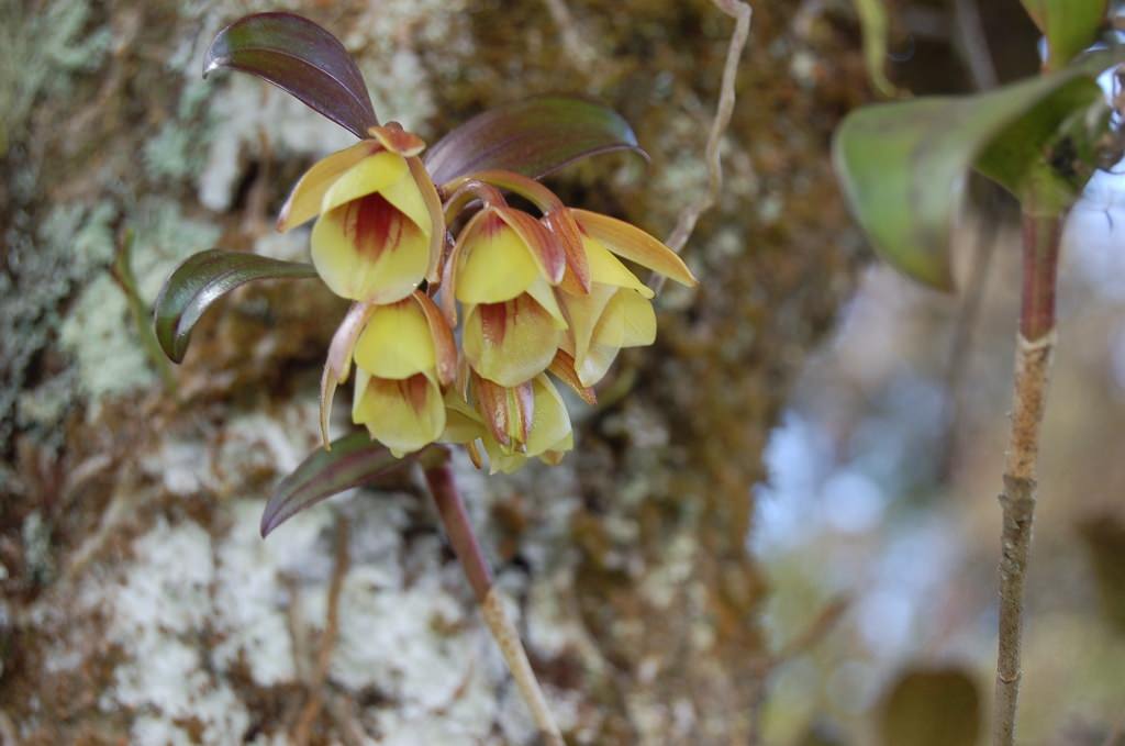 Epidendrum eximium